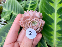 Load image into Gallery viewer, Echeveria simulans Ascension | 蓝丝绒