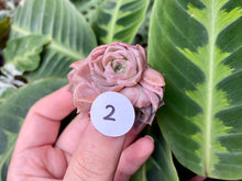 Load image into Gallery viewer, Echeveria simulans Ascension | 蓝丝绒