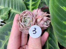 Load image into Gallery viewer, Echeveria simulans Ascension | 蓝丝绒