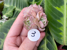 Load image into Gallery viewer, Echeveria simulans Ascension | 蓝丝绒