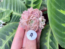 Load image into Gallery viewer, Echeveria simulans Ascension | 蓝丝绒