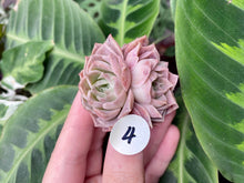 Load image into Gallery viewer, Echeveria simulans Ascension | 蓝丝绒