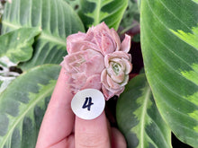 Load image into Gallery viewer, Echeveria simulans Ascension | 蓝丝绒