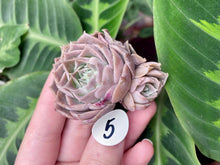 Load image into Gallery viewer, Echeveria simulans Ascension | 蓝丝绒