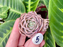 Load image into Gallery viewer, Echeveria simulans Ascension | 蓝丝绒