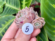 Load image into Gallery viewer, Echeveria simulans Ascension | 蓝丝绒