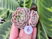 Load image into Gallery viewer, Echeveria simulans Ascension | 蓝丝绒