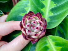 Load image into Gallery viewer, Echeveria Honey Pink
