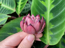 Load image into Gallery viewer, Echeveria Honey Pink flower