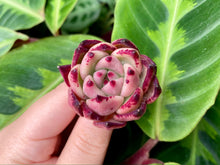 Load image into Gallery viewer, Echeveria Honey Pink image