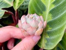 Load image into Gallery viewer, Echeveria mexensis Zaragosa flower