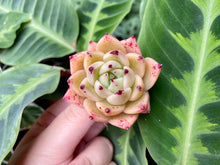 Load image into Gallery viewer, Echeveria mexensis Zaragosa