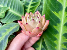 Load image into Gallery viewer, Echeveria mexensis Zaragosa flower