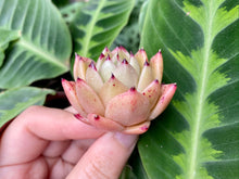 Load image into Gallery viewer, Echeveria mexensis Zaragosa image