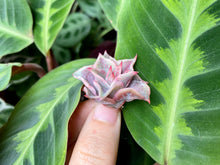 Load image into Gallery viewer, Echeveria Madiba flower