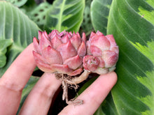 Load image into Gallery viewer, Echeveria Snow Angel