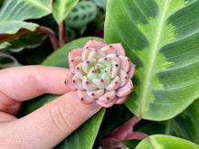 Load image into Gallery viewer, Echeveria mexensis Zaragosa spp. (dark tip)