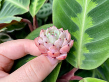 Load image into Gallery viewer, Echeveria mexensis Zaragosa spp. (dark tip) image