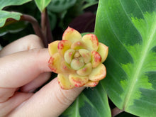 Load image into Gallery viewer, Yellow ball