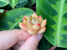 Load image into Gallery viewer, Yellow ball flower