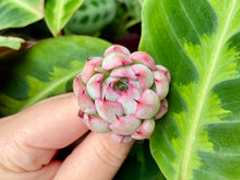 Load image into Gallery viewer, TM white flower