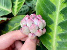 Load image into Gallery viewer, Echeveria mexensis Zaragosa Edge