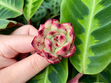 Load image into Gallery viewer, TM flower