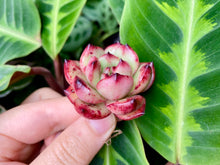 Load image into Gallery viewer, TM image