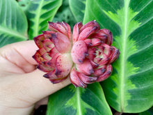 Load image into Gallery viewer, Echeveria Fire Pillar