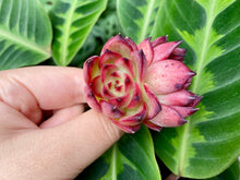 Load image into Gallery viewer, Echeveria Fire Pillar flower