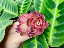 Load image into Gallery viewer, Echeveria Fire Pillar image