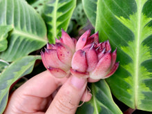 Load image into Gallery viewer, Fire Pillar flower