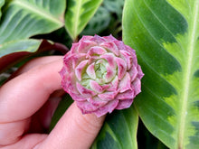Load image into Gallery viewer, Echeveria Charlesrose