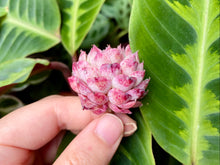 Load image into Gallery viewer, Echeveria Charlesrose flower