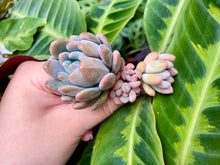 Load image into Gallery viewer, Pachyveria pachyphytoides Walth | 东美人