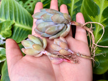 Load image into Gallery viewer, Pachyveria pachyphytoides Walth | 东美人