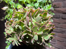 Load image into Gallery viewer, Aeonium Halloween Variegated | 万圣节锦