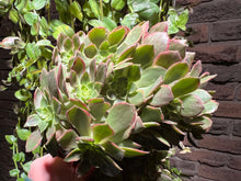 Load image into Gallery viewer, Aeonium Halloween Variegated | 万圣节锦