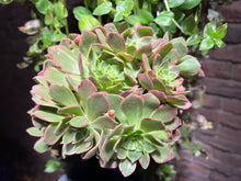Load image into Gallery viewer, Aeonium Halloween Variegated | 万圣节锦