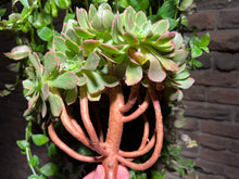 Load image into Gallery viewer, Aeonium Halloween Variegated | 万圣节锦
