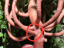 Load image into Gallery viewer, Aeonium Halloween Variegated | 万圣节锦