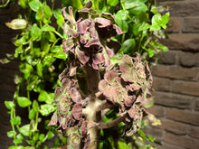 Load image into Gallery viewer, Aeonium Arboreum Silk Variegated
| 法师拉丝锦