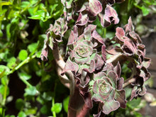 Load image into Gallery viewer, Aeonium Arboreum Silk Variegated
| 法师拉丝锦