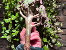 Load image into Gallery viewer, Aeonium Arboreum Silk Variegated
| 法师拉丝锦