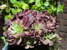 Load image into Gallery viewer, Aeonium 'Phoenix Flame' Variegated | 凤凰锦