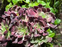 Load image into Gallery viewer, Aeonium 'Phoenix Flame' Variegated | 凤凰锦