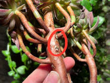 Load image into Gallery viewer, Aeonium 'Phoenix Flame' Variegated | 凤凰锦