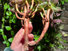 Load image into Gallery viewer, Aeonium 'Phoenix Flame' Variegated | 凤凰锦