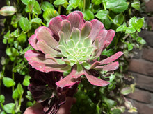 Load image into Gallery viewer, Aeonium 'Ink Painting' | 水墨画