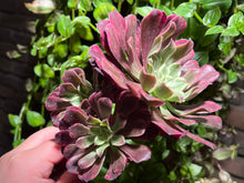 Load image into Gallery viewer, Aeonium 'Ink Painting' | 水墨画